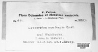 Lycoperdon nigrescens image